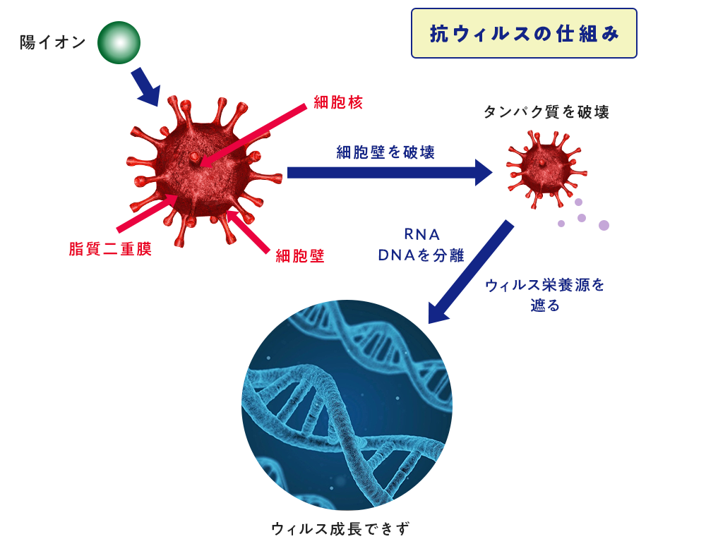 抗ウイルス活性の仕組み